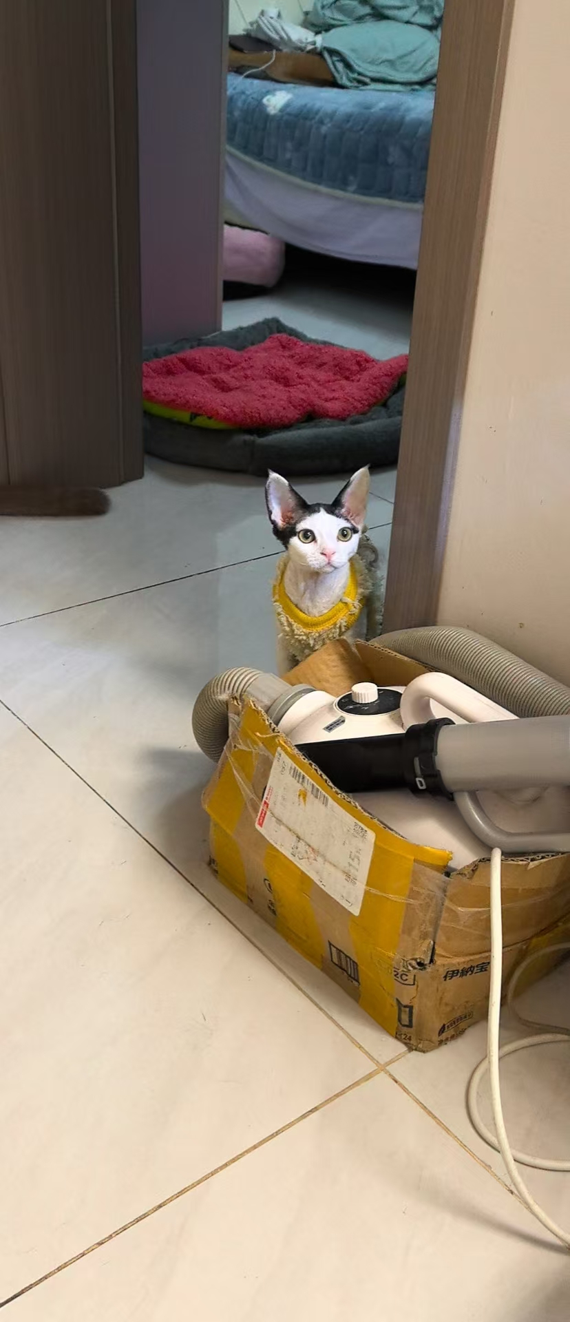 德文妹妹四个月，性格温顺，活泼可爱，450米。